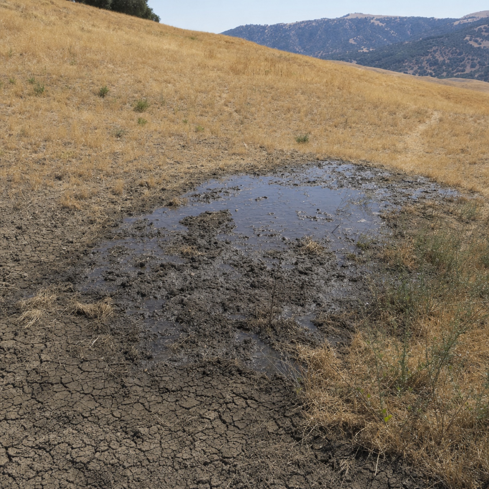 Mud pooling on a dry hillside above a failed line